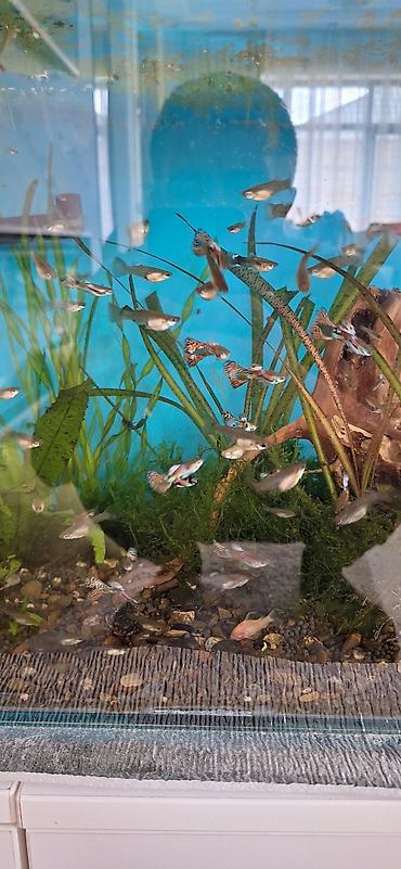 akvarium balıqları: Quppi, Sülhsevər, Ünvandan götürmə — 6