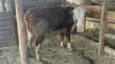 Коровы, быки: Продаю | Бык (самец) | Герефорд — 8