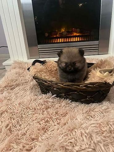 Psi: Pomeranac, štenci vrhunskog kvaliteta Pomeranci devet nedelja stari — 8