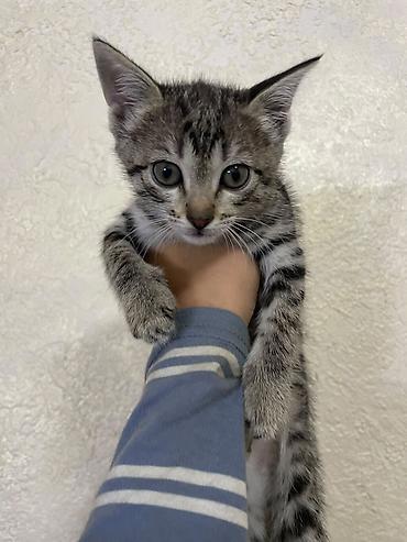 Продажа кошек: Котёнок, тигровый окрас (серо-чёрная полосатая шёрстка) — 4