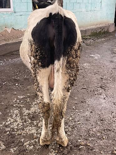 Коровы, быки: Продаю | Корова (самка) | Голштин | Для разведения, Для молока — 6