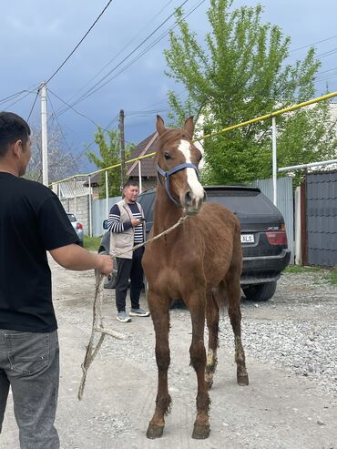 дончак лошадь купить москва: Продаю | Жеребец | Дончак | Конный спорт