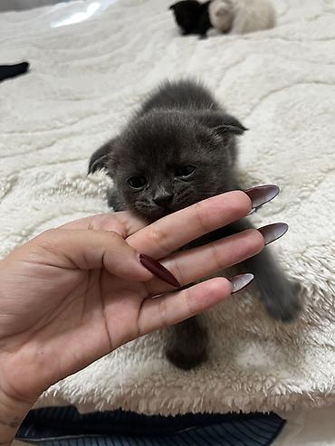 манчкин котята: Котята, домашние - Милые малыши с короткой плюшевой шерстью: есть — 4