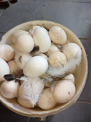 sekiller 2018: Induska yumurtasi tezdi 10 gundu 35 45 ededi rasski yumtadi riyal — 3