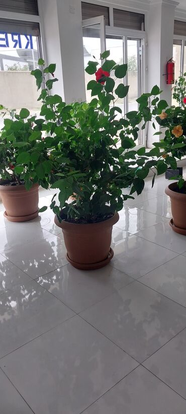 qır: Böyük dekorativ hibiskus (Çin qızılgülü) saksı bitkisi - Növ