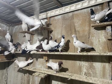 гнездовой домик для волнистых попугаев: В продаже голуби разных пород 
Цена договорная