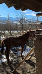 Другие животные: Кунан 1,5 жаш — 8