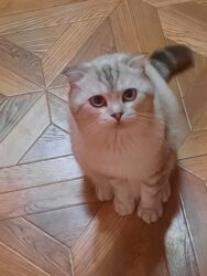 İtlər: Şotland, Erkək, Cütləşmə üçün