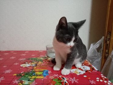 Pişiklər: Yaxşı əllərə — 11