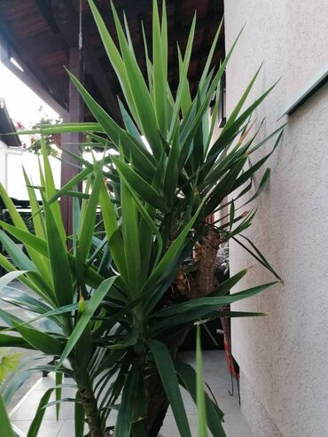 Ostale kućne biljke: Drvo života -Yucca Elephantipes Visine 1-2 m Drvo Zivota-Yucca