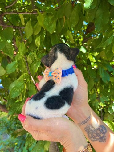 Psi: Odgajivacnica pasa "Happy Puppies" ima u ponudi francuski buldog — 3