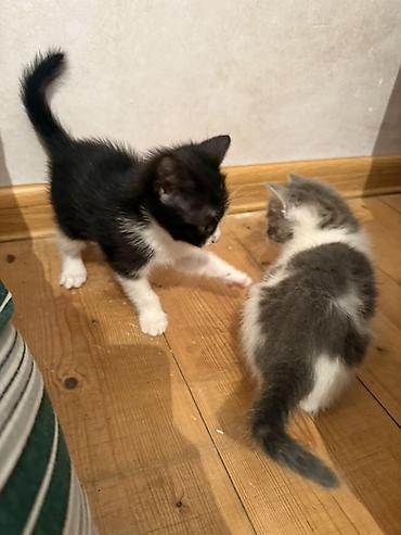 Pişiklər: Erkək, Dişi, Yaxşı əllərə — 8