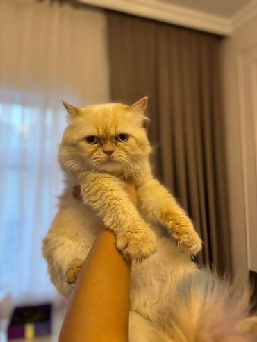 İtlər: Erkək, Cütləşmə üçün