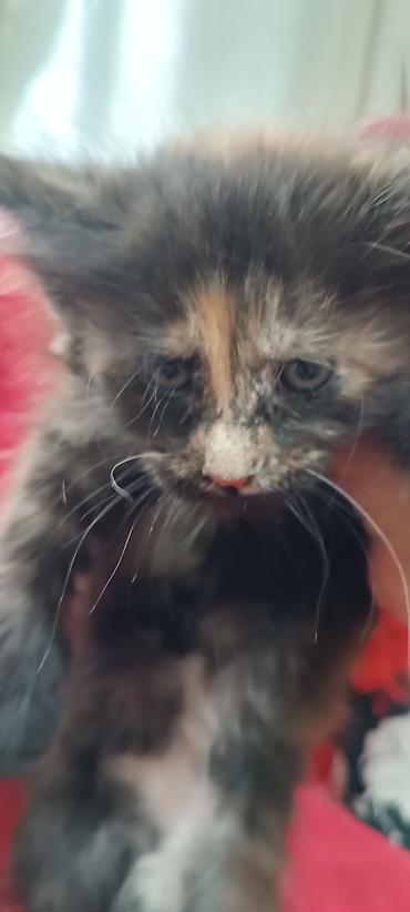 Кошки: Мейн-Куны!!!🥰🥰🥰 Продаются Чистокровные,Шикарные котята! Отличная — 8