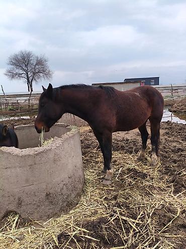 Лошади, кони: Продаю | Конь (самец), Жеребец, Жеребенок — 11