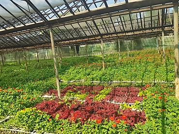flowers: Рассада однолетних декоративных культур из теплицы - Бархатцы — 8