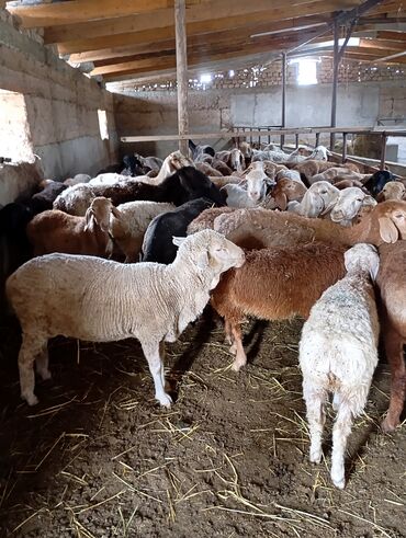 продаю пчёл: Предлагаются овцы различных пород и возрастов, подходящие для