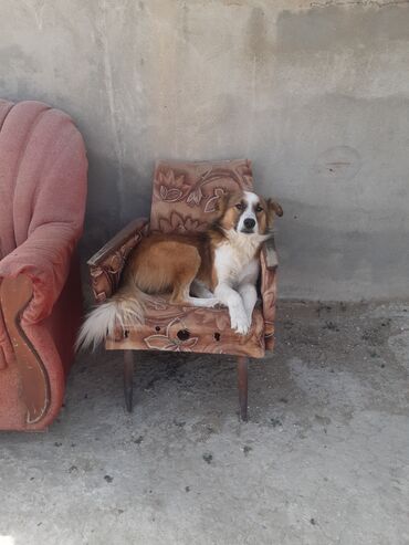 İtlər: KÖÇÜRÜK DEYƏ ÖZ İTLƏRİMDİ ETİBARLİ ƏLLƏRƏ VERİLİR SİYƏZƏNDƏN — 20