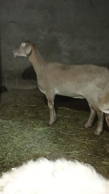 Баран, овца: Продаю | Баран (самец) | Полукровка | Для разведения — 5