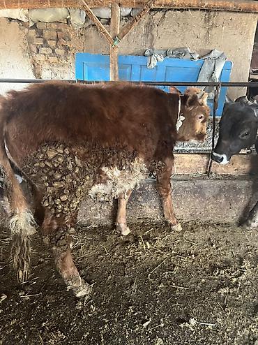 Коровы, быки: Продаю | Бык (самец) | Для разведения — 4