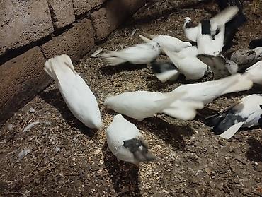 pekines ağ: Ev göyərçinləri – müxtəlif rəng və naxışlarda sürü Məhsul təsviri: - — 3
