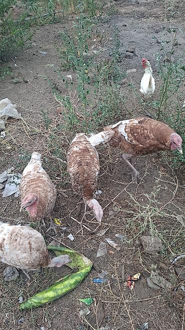 ucuz quslar: Məhsul: Hinduşka sürüsü Təsvir: - Şəkillərdə qəhvəyi-ağ ləkəli — 1