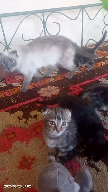 куплю коня: Шотландские вислоухие котята - Окрас: один котёнок чёрный, второй — — 8