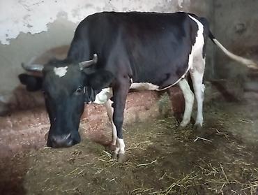 oglan it adlari: Uçuncu qarına 8 ayıq boğaz ivanovqa satılır unvan bine savxoz — 4