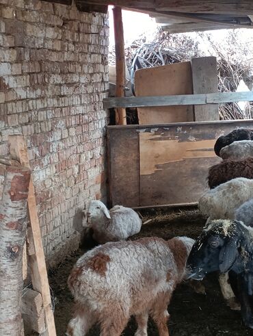 Бараны, овцы: Продаю | Овца (самка) | Для разведения | Ягнившаяся