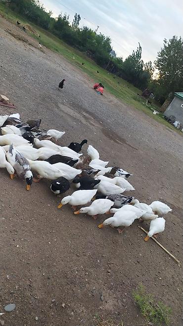 damaz: Damazlig sağlam ördekler 
əlaqe ucun yalnz vacap — 2