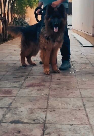 it adlari: Alman çoban iti, 11 ay, Erkek