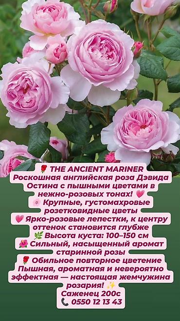 Прожекторлор: Кустовые розы в наличии. Отправляю саженцы по Кыргызстану. Цена на — 3