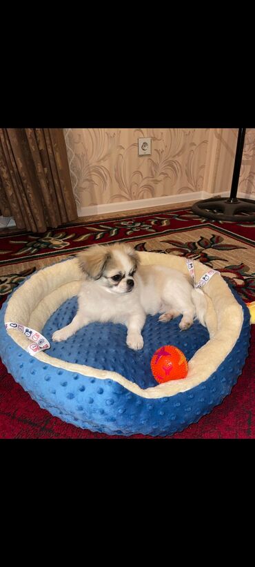 İtlər: Pekines, 3 ay, Erkek, Peyvəndli, Ünvandan götürmə