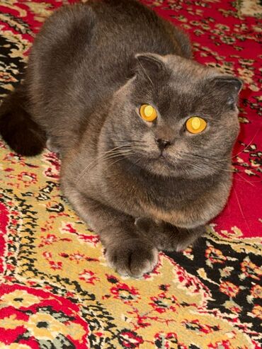 Pişiklər: Şotland yastı qulaq — 3