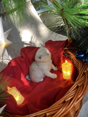 Pişiklər: Britan, Erkək, Dişi — 5