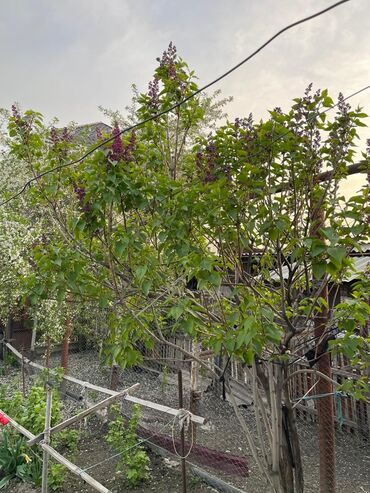 Продажа домов: Барачный, 65 м², 3 комнаты, Риэлтор, Старый ремонт at lalafo.kg — 13 Продажа домов: Барачный, 65 м², 3 комнаты, Риэлтор, Старый ремонт — 13