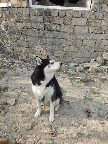 İtlər: Xaski, 1 ay, Erkek — 8