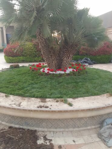 Şitillər: Qazon satışı enli yarpaq danimarka toxumuyla əkilmə qazon satışını -da lalafo.az — 25 Şitillər: Qazon satışı enli yarpaq danimarka toxumuyla əkilmə qazon satışını — 25