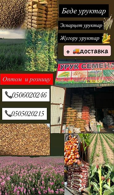 Кукуруза: Жугору Беде Семена: эспарцет, овёс (сулуу), ячмень (арпа), кукуруза — 8