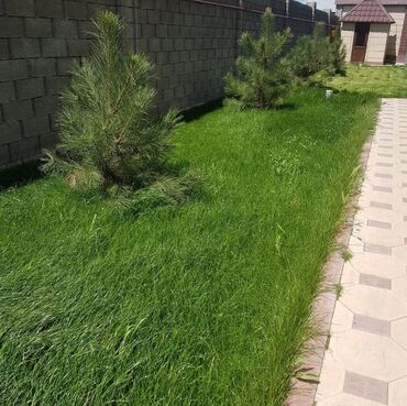 домашние вещи: 🟢 Посев газона .
🟢Сеем газон .
🟢 Газон