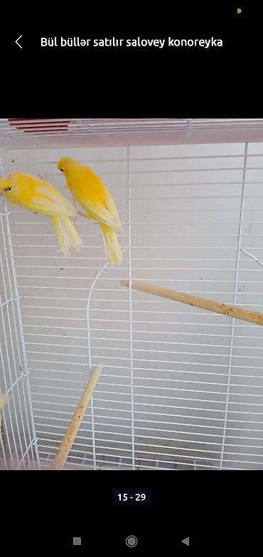 bulbul satılır: Bül büllər kanareyka solavey bul bul konareyka super oxuyan erkəy — 5