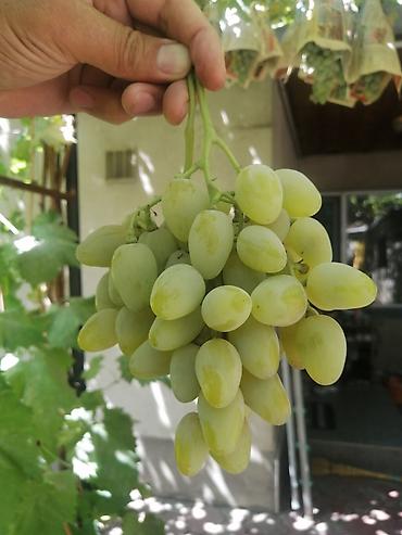 Фрукты и ягоды: Черенки винограда для проращивания из них саженцев. Имеется около 10 — 3