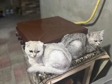 отдам в добрые руки собаку: Şotland yastı qulaq