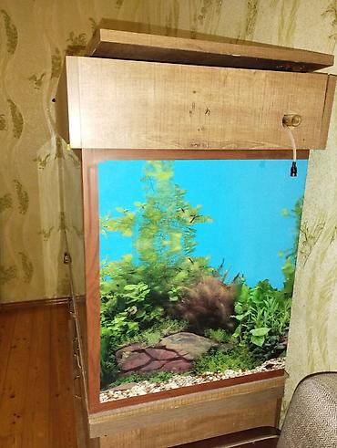 akvarium az: Hər kəsə salam i̇ki̇nci̇ əl akvari̇um satiram çox az müddət — 2