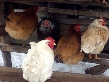 Куры, петухи: Продаю | Петух, Куры, Цыплята | Домашняя, Полубрама, Бойцовая | На забой, Для разведения, Несушки at lalafo.kg — 10 Куры, петухи: Продаю | Петух, Куры, Цыплята | Домашняя, Полубрама, Бойцовая | На забой, Для разведения, Несушки — 10
