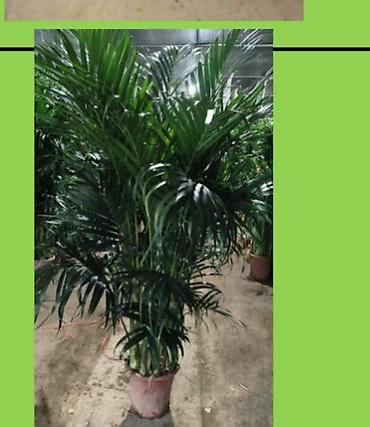 драцены: Принимаем заказы на огромные растения🌴есть услуга пересадки и уход за — 3