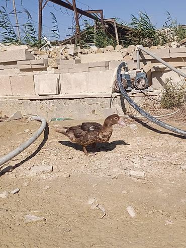 Животные: Məhsul: Qaz və ördək sürüsü Təsvir: - Şəkillərdə ağ rəngli qazlardan — 3