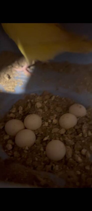 Tutuquşları: Hazır Cutlerdir hamısının altında bala ve yumurtaları var 9qusdur — 6