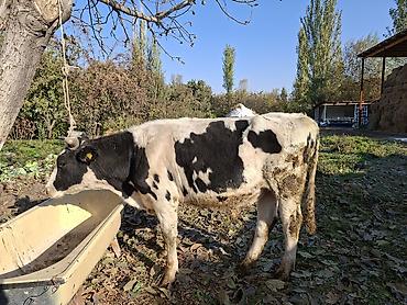 куплю быков село ленинское: Продаю | Бык (самец) | На откорм | Привязанные — 1