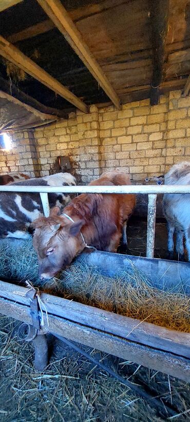 Dana, buzov: 4 erkey 1 dışı dana satiram.mallar Qusar rayonundadi.diri çekileri 210 — 4